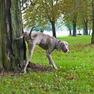How to Remove Dog Pee from a Rug
