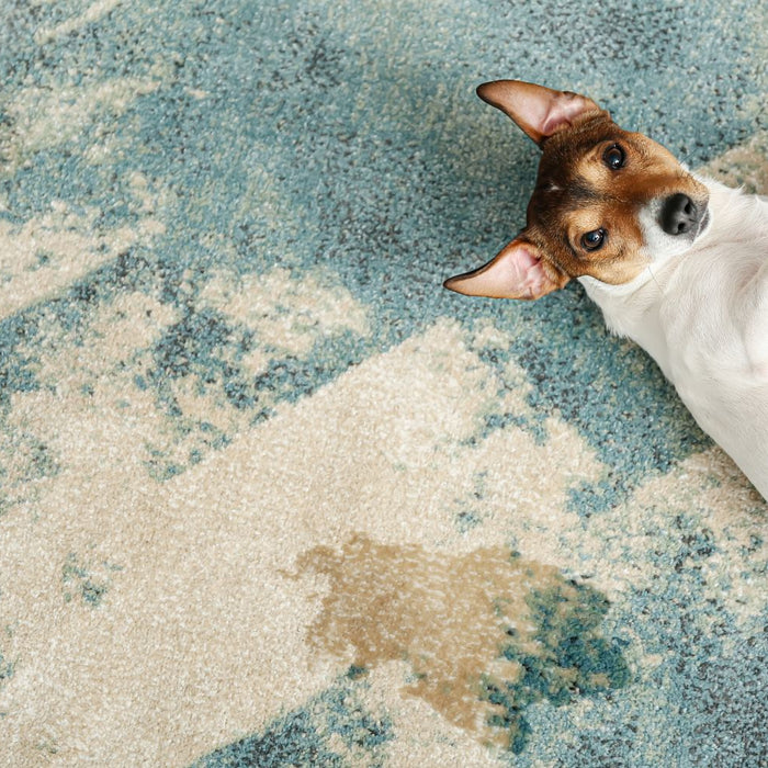 Dog on rug with a pee stain. 