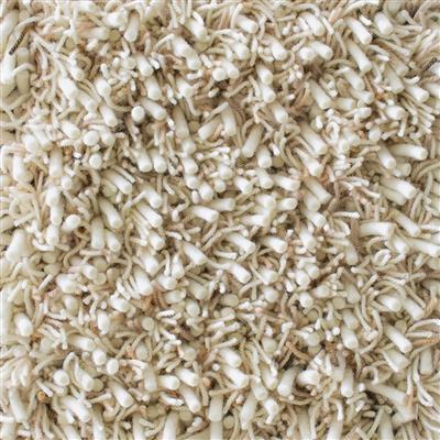Ray Soft Desert 158601 Rug