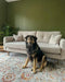 Photo by Never_Resting_Restalls, | Asiatic flores mina fr02 Living Room Floral Rug.
