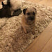 Photo by Peggy L., | Think Rugs polar pl95 beige Living Room Shaggy Rug.