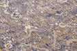 Nouristan cairo port cream blue Blue, Cream Living Room Moroccan Rug.
