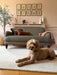 Photo by @thegarthhome|Dog lying on a rug in a living room with a couch and decorative items.